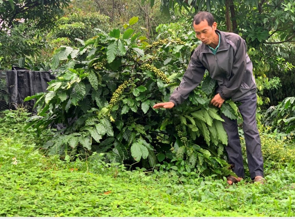 Mô hình thảm cỏ che phủ đất: Giải pháp cốt lõi trong sản xuất nông nghiệp bền vững